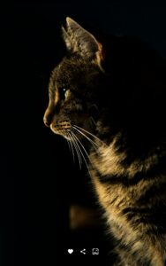 تصویر پروفایل Baran Sarkhosh
